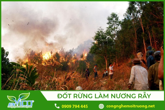 Sét đánh trúng cây khô là một trong những nguyên nhân gây cháy rừng