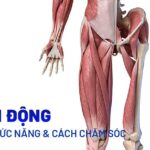 Hệ vận động tổng thể