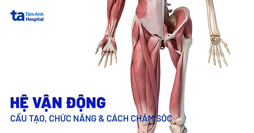 Hệ vận động tổng thể
