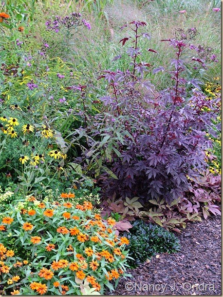 Hibiscus Maple Sugar Zinnia Profusion Orange Rudbeckia fulgida Ajuga Chocolate Chip Ipomoea Sweet Caroline Bronze Sept 11 07