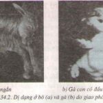 Cây ngô (bắp) biến đổi gen