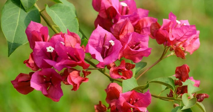 Tả hoa giấy