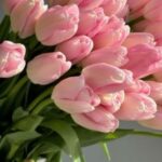 Hình nền hoa tulip vẽ hiện thực sắc nét