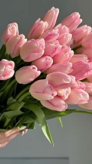 Hình nền hoa tulip vẽ hiện thực sắc nét