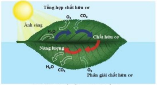 Mối quan hệ giữa quang hợp và hô hấp tế bào