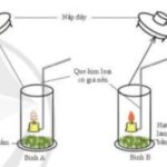 Thí nghiệm chứng minh hô hấp tế bào cần oxygen ở hạt nảy mầm