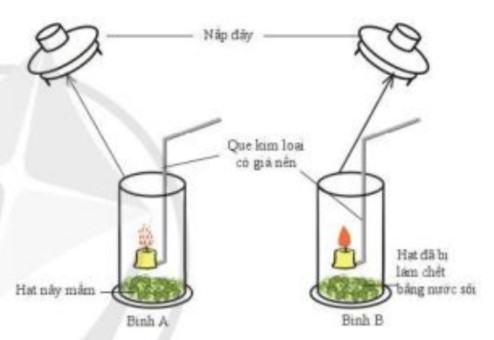 Thí nghiệm chứng minh hô hấp tế bào cần oxygen ở hạt nảy mầm