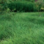Cây phủ nền thay thế cỏ