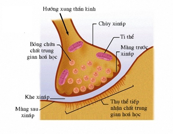 Cấu tạo của một xinap hóa học điển hình, bao gồm màng trước xinap, khe xinap và màng sau xinap