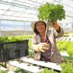 Minh họa về kỹ thuật thâm canh lúa nước