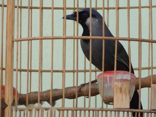 Chim Khướu ô lâu với má trắng và thân đen