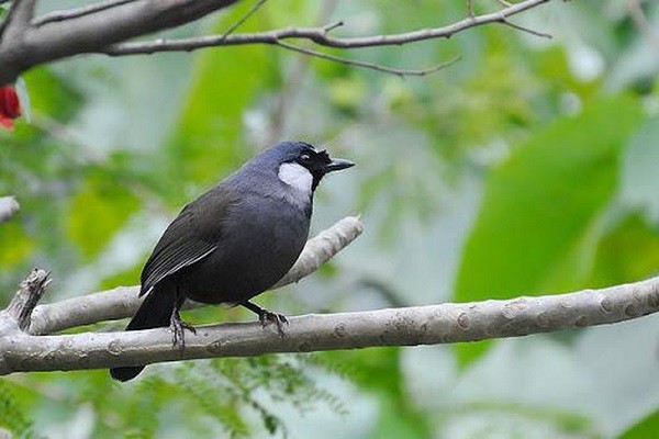 Chim Khướu bạc má với hai má màu trắng đặc trưng
