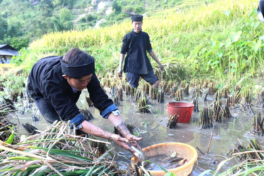 Người La Chí xã Bản Phùng (Hoàng Su Phì, Hà Giang) canh tác lúa kết hợp nuôi cá Chép ruộng.