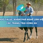 Một jackaroo đang làm việc