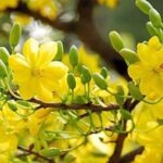 Bức tranh mùa xuân với cành đào khoe sắc thắm, tượng trưng cho sức sống và vẻ đẹp của bài thơ Mùa xuân chín
