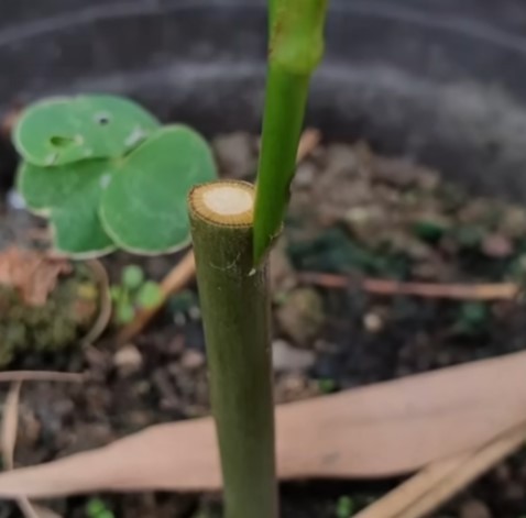 Ghép cành và gốc lại với nhau