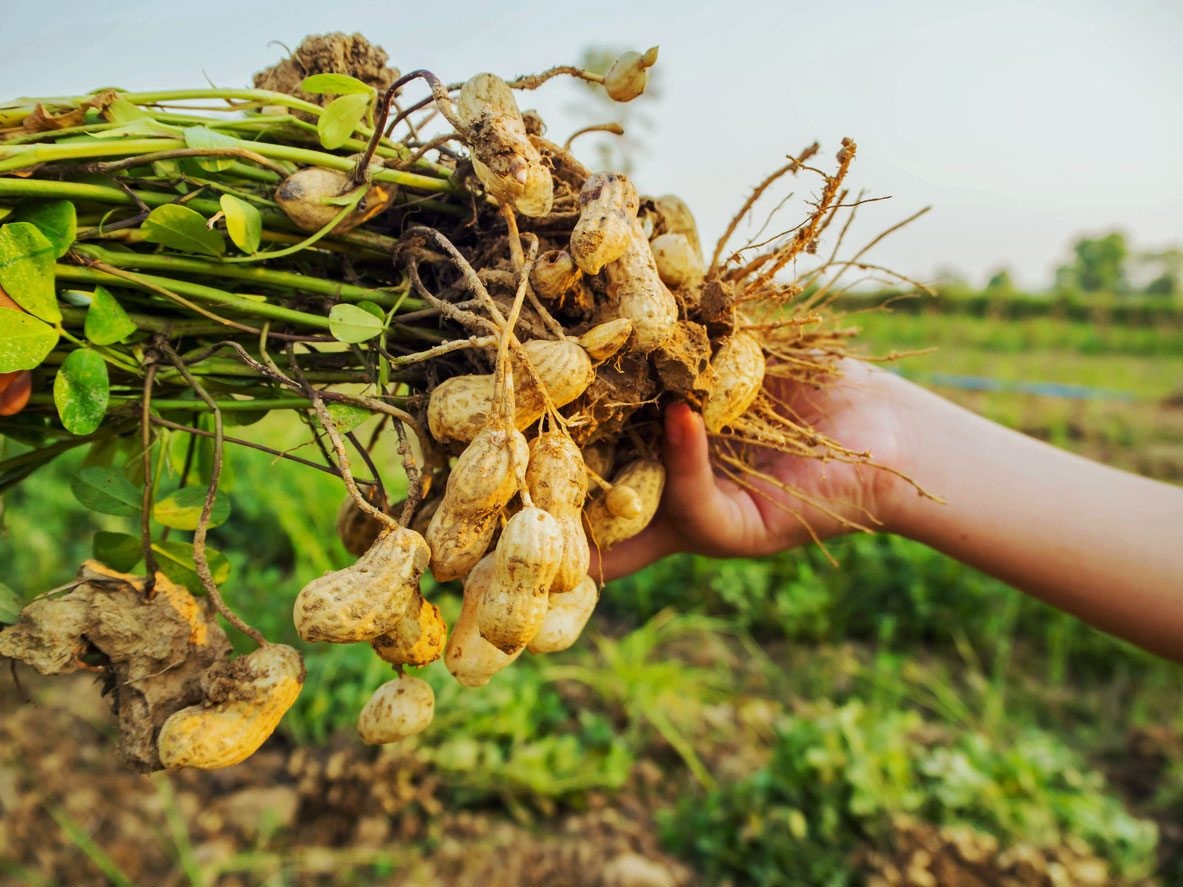 Kỹ thuật trồng lạc bằng hạt năng suất