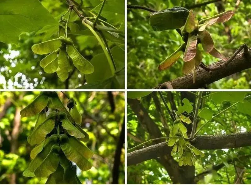 Phòng trừ sâu bệnh kịp thời để bảo vệ cây trồng