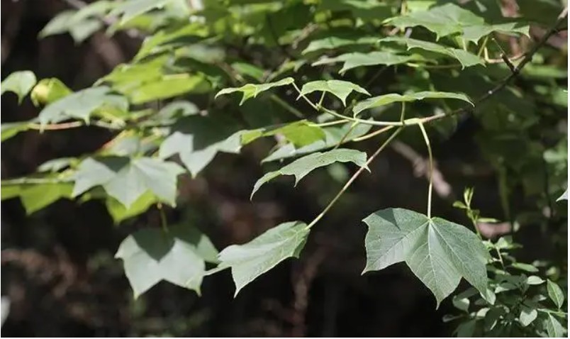 Nhân giống vô tính giúp cây con giữ nguyên đặc tính của cây mẹ