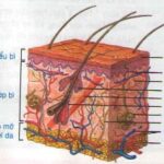 Cấu tạo lớp biểu bì với các lớp tế bào sừng, bóng, hạt, gai và đáy