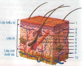 Cấu tạo lớp biểu bì với các lớp tế bào sừng, bóng, hạt, gai và đáy