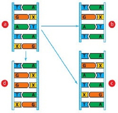 Đột biến gen