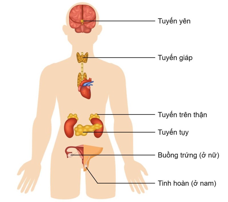 Hệ thống nội tiết là tập hợp các tuyến sản xuất hormone, điều chỉnh sự trao đổi chất, tăng trưởng và phát triển,...