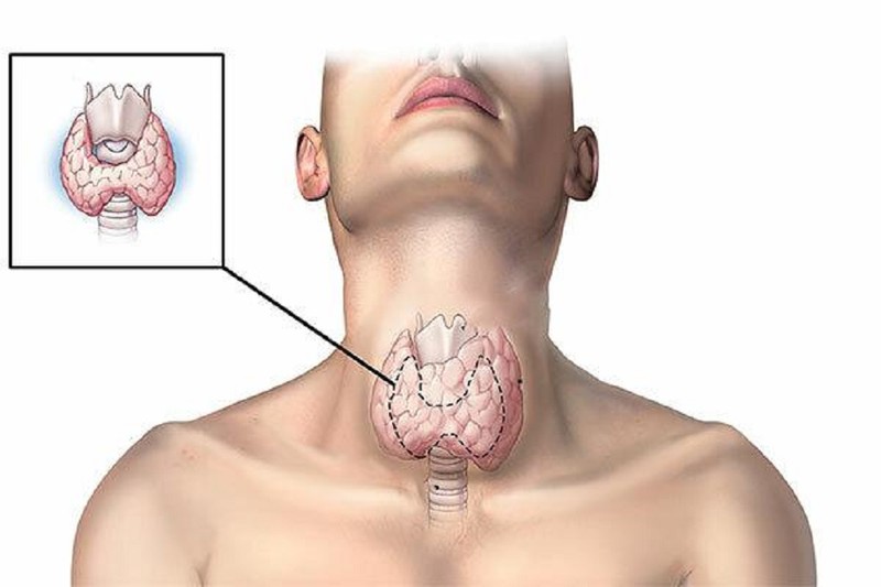 Tuyến giáp là tuyến nội tiết lớn nhất, giữ vai trò quan trọng và ảnh hưởng nhiều đến quá trình trao đổi chất của cơ thể