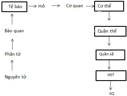 Các cấp tổ chức của thế giới sống
