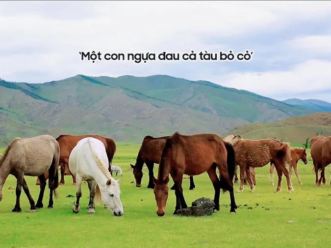 Một con ngựa đau cả tàu bỏ cỏ, thể hiện sự sẻ chia và đùm bọc lẫn nhau