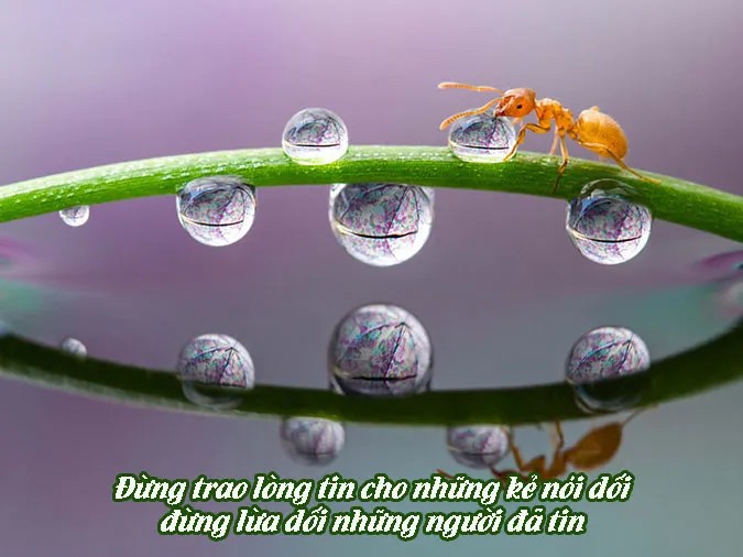 hậu quả của việc không giữ chữ tín