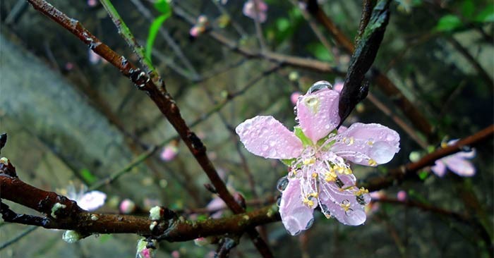 Em là con gái bên khung cửi dệt lụa, một hình ảnh bình dị, trong sáng như chính tâm hồn em.