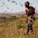 Dịch châu chấu lan tới Nam Sudan ảnh 2