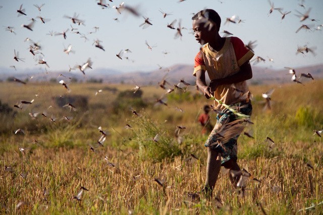 Dịch châu chấu lan tới Nam Sudan ảnh 2