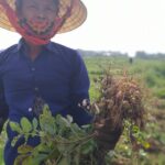 Củ lạc mọc mầm do thời tiết ẩm ướt