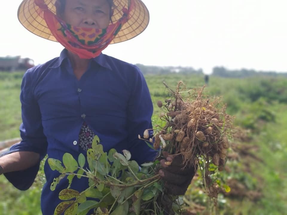 Củ lạc mọc mầm do thời tiết ẩm ướt