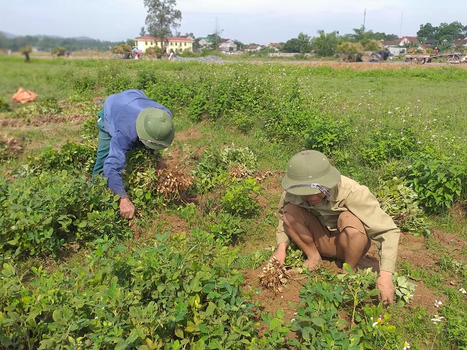 Phơi lạc khô sau thu hoạch để tránh mọc mầm