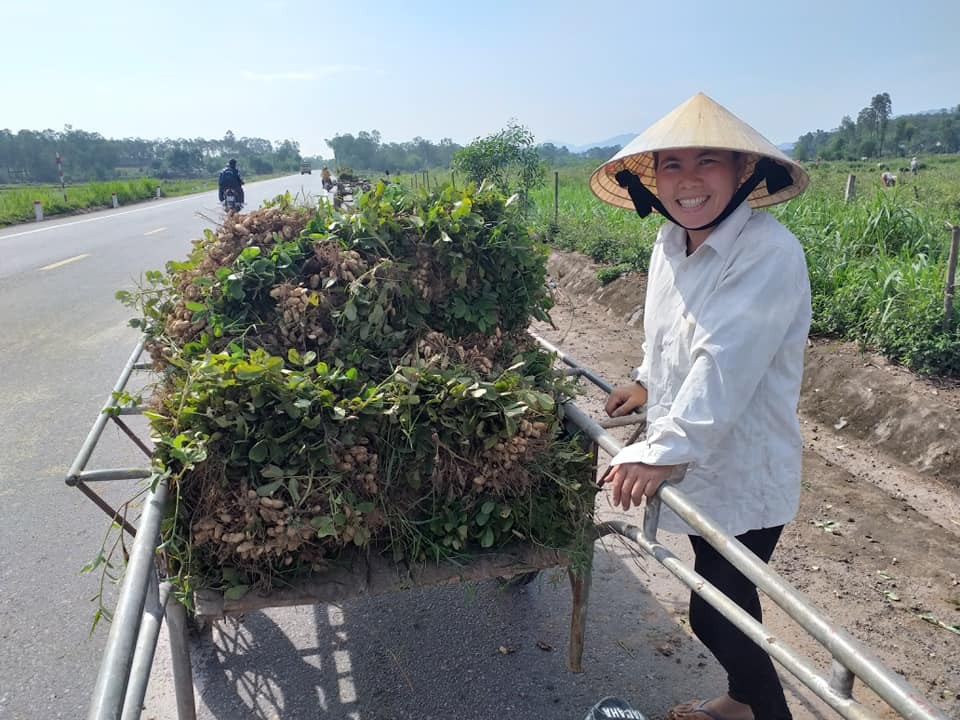 Thu hoạch lạc đúng thời điểm
