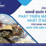 Nuôi tôm ở Cà Mau