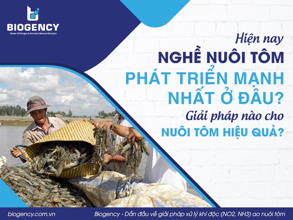 Nuôi tôm ở Cà Mau