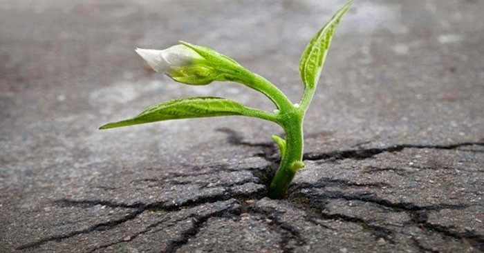 Cây hoa dại mọc trên sỏi đá