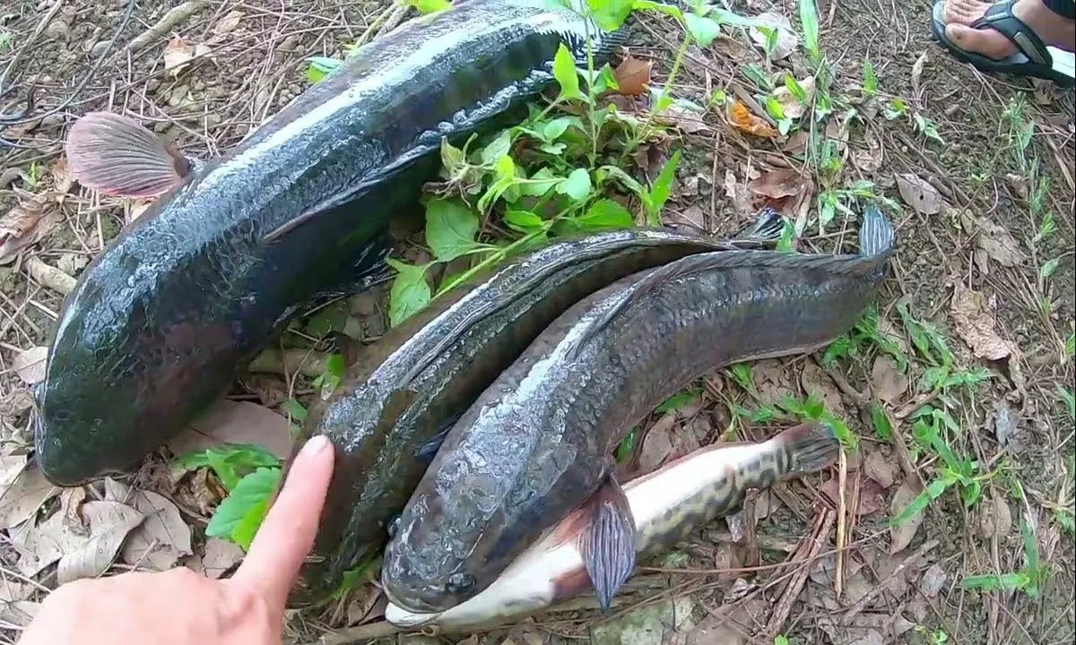 Địa điểm câu cá lóc đồng lý tưởng