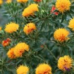 hoa rum safflower