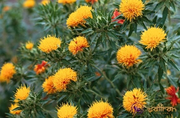 hoa rum safflower
