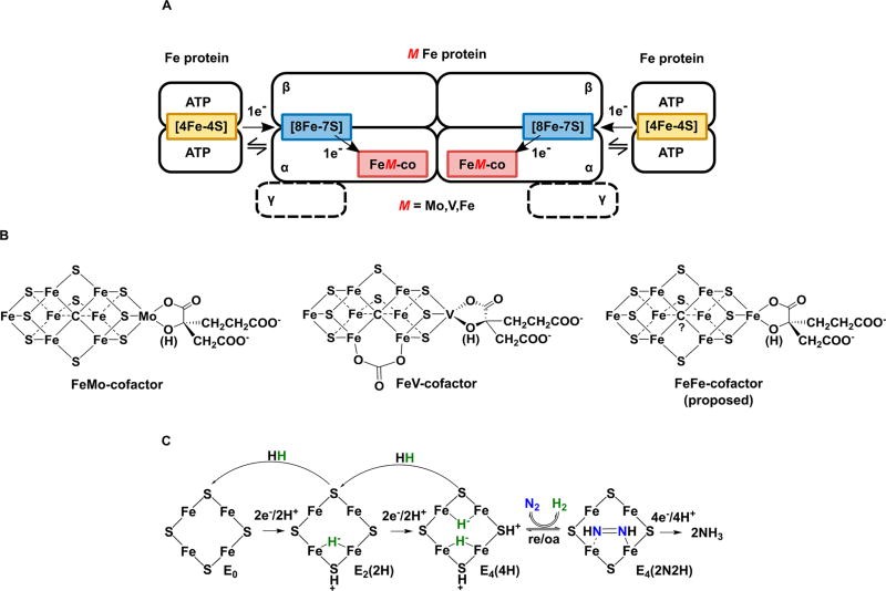 Mô hình cấu trúc enzyme nitrogenase với FeFe-cofactor