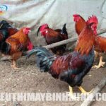 yếu tố ảnh hưởng thời gian nuôi gà
