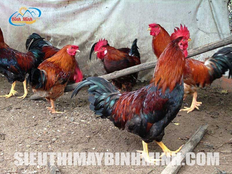 yếu tố ảnh hưởng thời gian nuôi gà