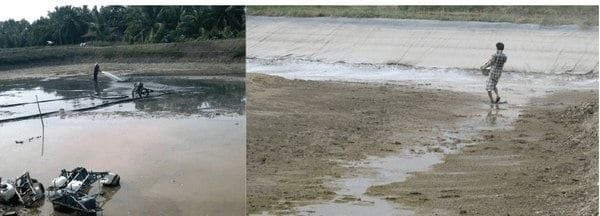 Xử lý vôi trước khi bơm nước vào ao nuôi tôm