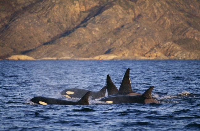 Cá voi sát thủ (Orca) là loài cá heo lớn nhất trên thế giới