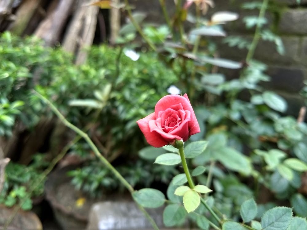 Ứng Dụng Thực Tế